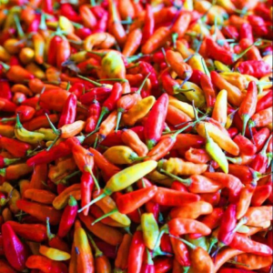 Cabe Merah Kecil